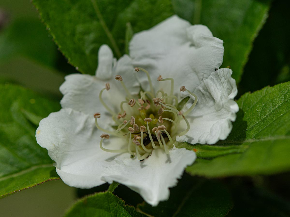 Bl&uuml;te